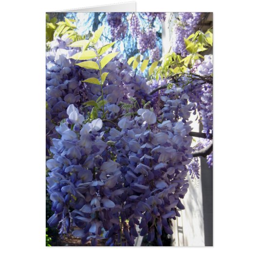 Wisteria Cluster Cards (Front)