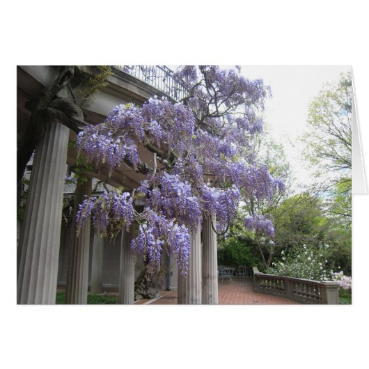 Wisteria Columns Cards (Front Horizontal)