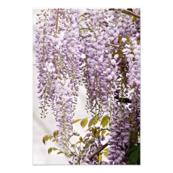 Wisteria Flowers 1 Photo Print by InnerEssenceArt at Zazzle