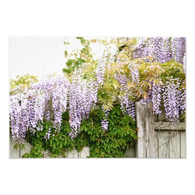 Wisteria Flowers 3 Photo Print (Front)