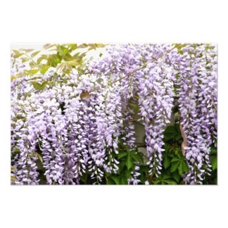 Wisteria Flowers Photo Print