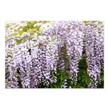 Wisteria Flowers Photo Print by InnerEssenceArt at Zazzle