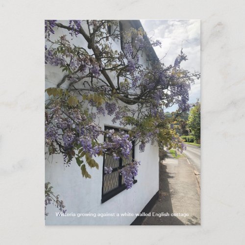 Wisteria growing against a white_walled cottage holiday postcard