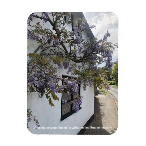 Wisteria growing against a white_walled cottage magnet