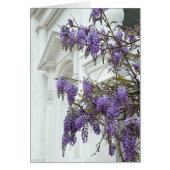 Wisteria, Historic Charleston  South Carolina (Front)