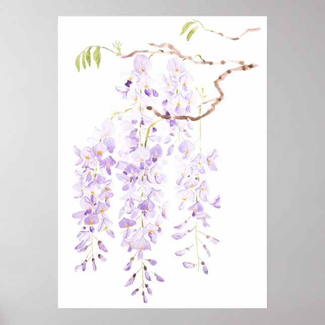 wisteria in bloom poster (Front)