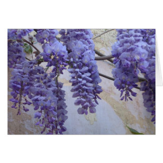 Wisteria in Provence Cards