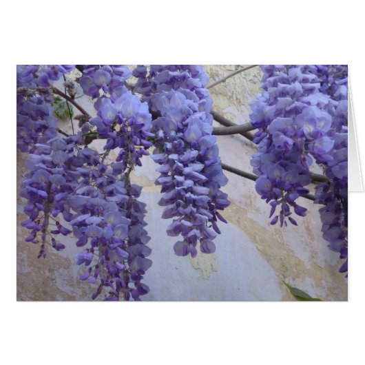 Wisteria in Provence Cards (Front Horizontal)