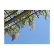 Wisteria: Japan