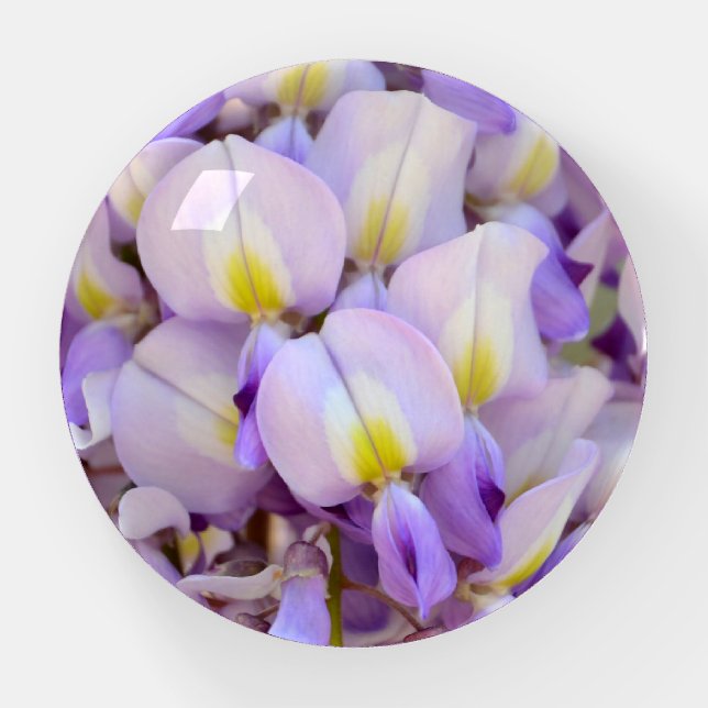 Wisteria Lavender Purple Flower Paperweight (Front)
