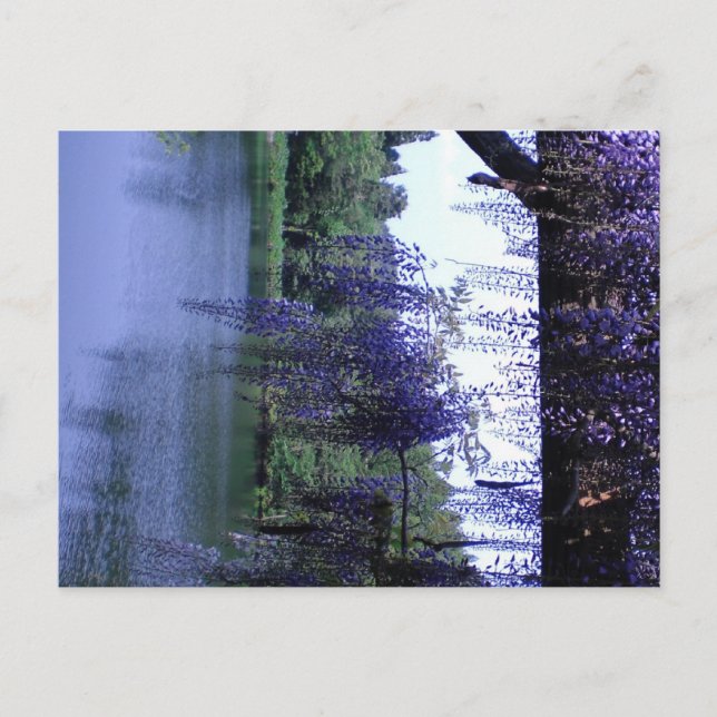 Wisteria Postcard (Front)