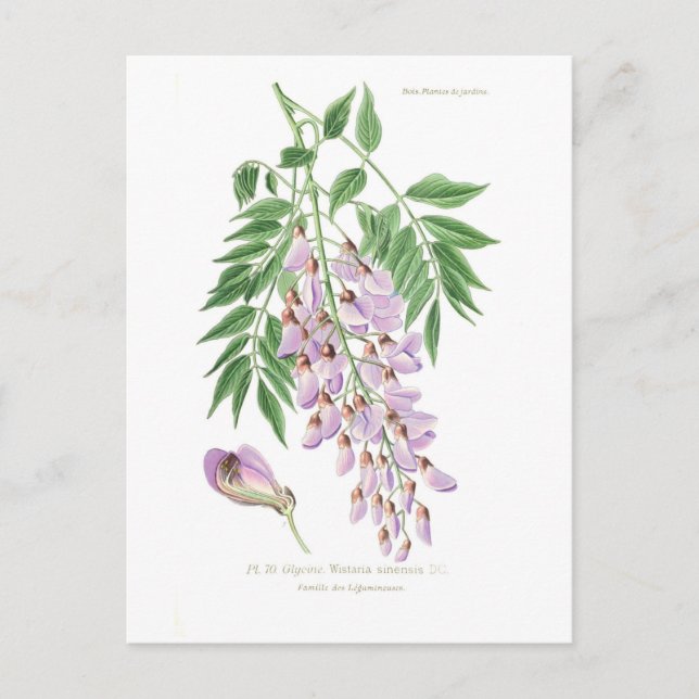 Wisteria Postcard (Front)