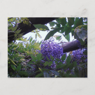 Wisteria Postcard