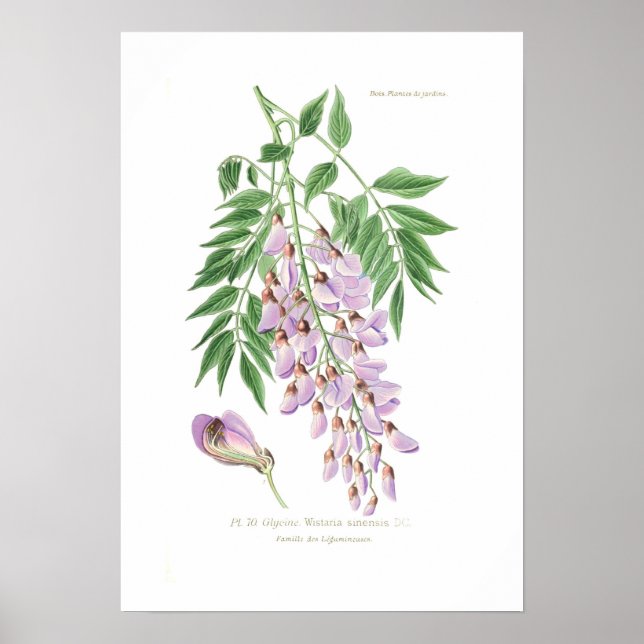 Wisteria Poster (Front)