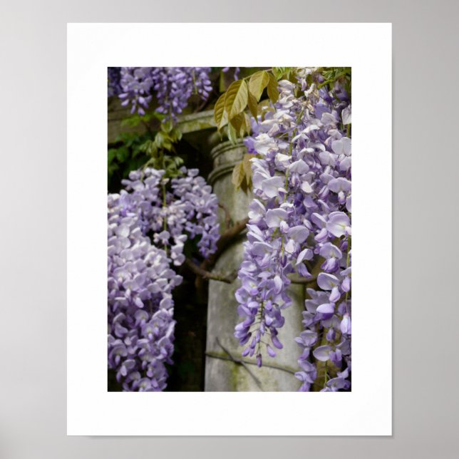 Wisteria Poster (Front)