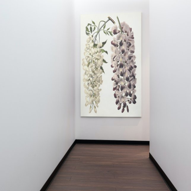Wisteria Sinensis Botanical Art Isolated On White Canvas Print (Creator Uploaded)