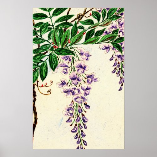 Wisteria Vine Blooms 1870 Poster