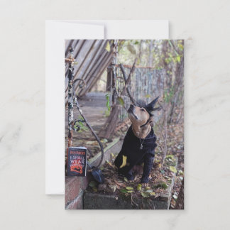 Witch costume book Funny Dog Photo Card