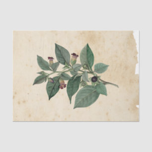 Witch Ephemera Design Series #11 Tissue Paper