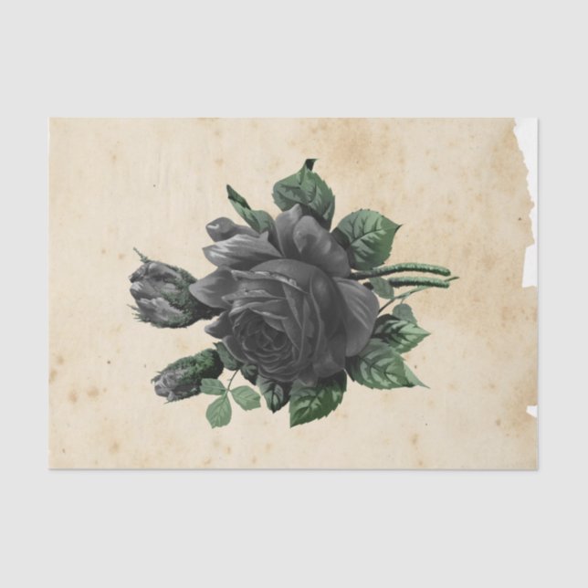 Witch Ephemera  Design Series #9 Tissue Paper (Front)