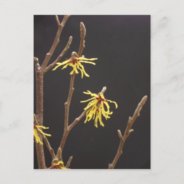 Witch Hazel Blossom Postcard (Front)