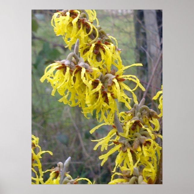 Witch Hazel Blossom Poster (Front)
