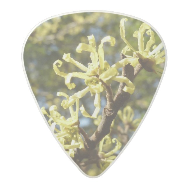 Witch Hazel Flowers Acetal Guitar Pick (Front)