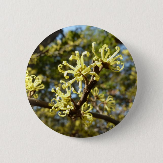 Witch Hazel Flowers Button (Front)