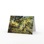 Witch Hazel Flowers Card