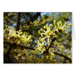 Witch Hazel Flowers Card