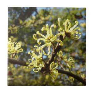 Witch Hazel Flowers Ceramic Tile