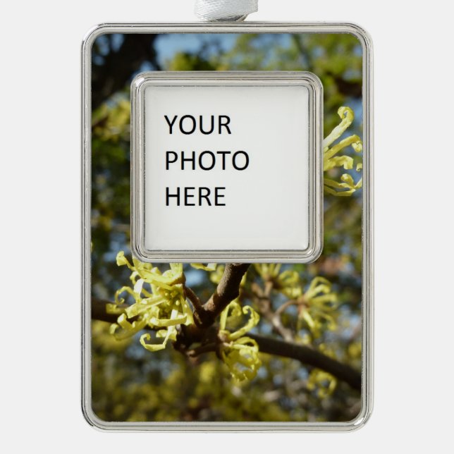 Witch Hazel Flowers Christmas Ornament (Front)