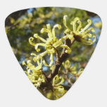 Witch Hazel Flowers Guitar Pick