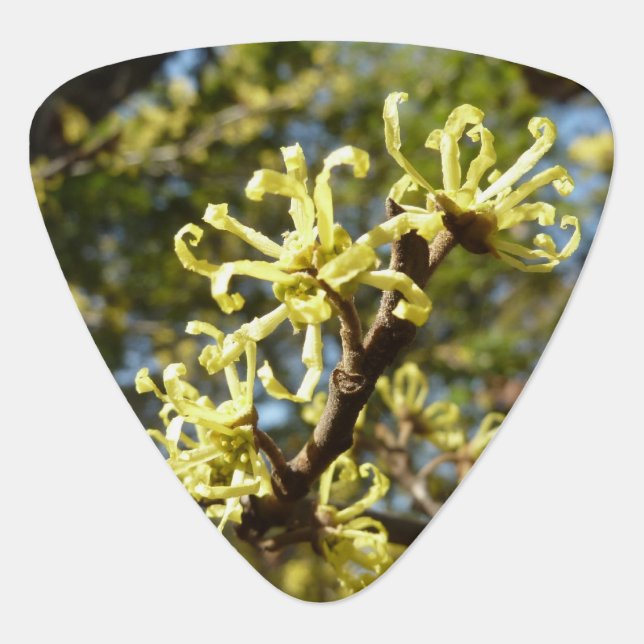 Witch Hazel Flowers Guitar Pick (Front)