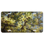 Witch Hazel Flowers License Plate