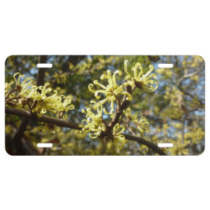 Witch Hazel Flowers License Plate