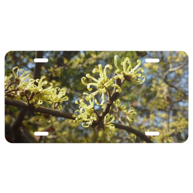 Witch Hazel Flowers License Plate (Front)