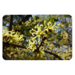 Witch Hazel Flowers Magnet