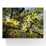 Witch Hazel Flowers Paperweight