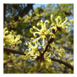 Witch Hazel Flowers Photo Print