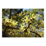 Witch Hazel Flowers Photo Print