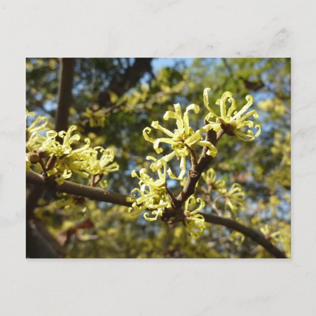 Witch Hazel Flowers Postcard (Front)