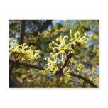 Witch Hazel Flowers Postcard