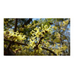 Witch Hazel Flowers Poster