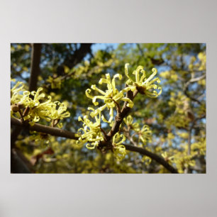 Witch Hazel Flowers Poster