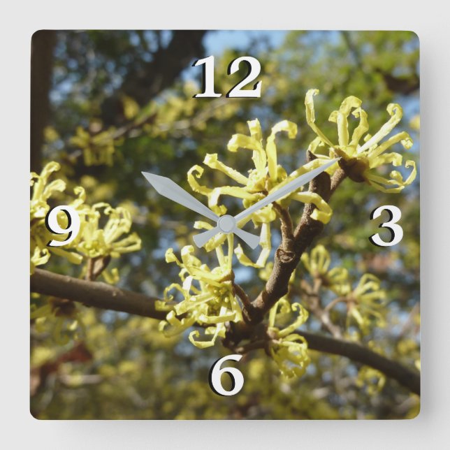 Witch Hazel Flowers Square Wall Clock (Front)