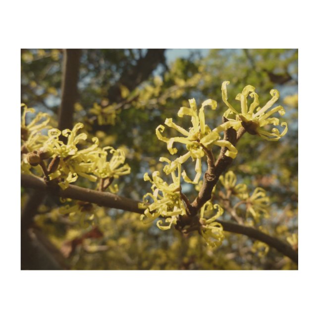Witch Hazel Flowers Wood Wall Decor (Front)