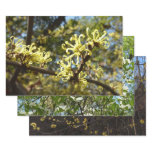 Witch Hazel Flowers Wrapping Paper Sheets