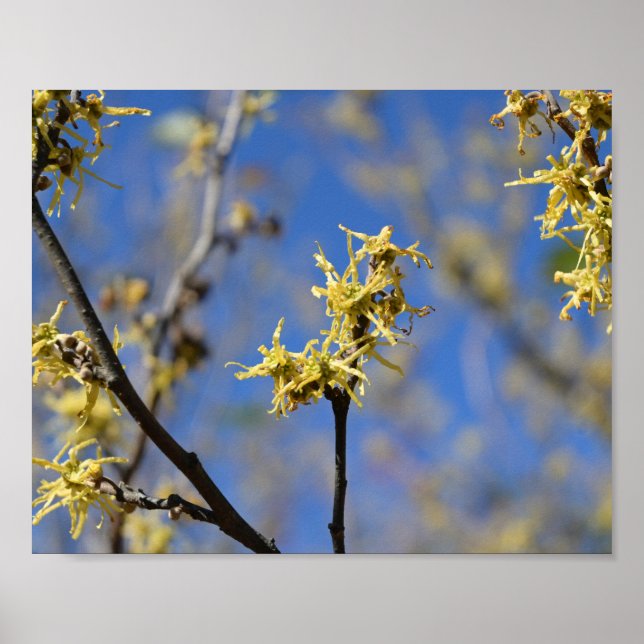 Witch Hazel in Bloom Poster (Front)