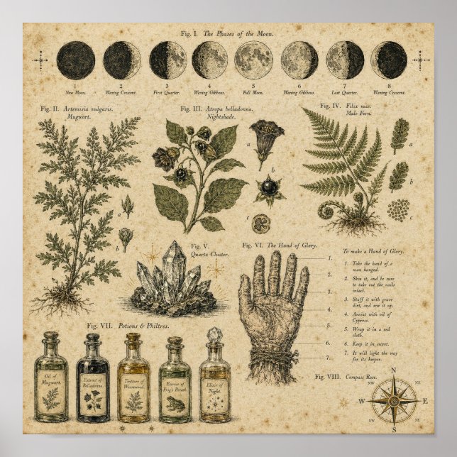 Witchcore Moon Phases Botanical Plate Poster (Front)